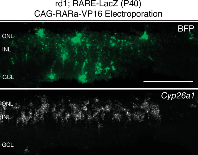 Figure 3—figure supplement 1.