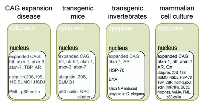 graphic file with name nucl-5-311-g1.jpg