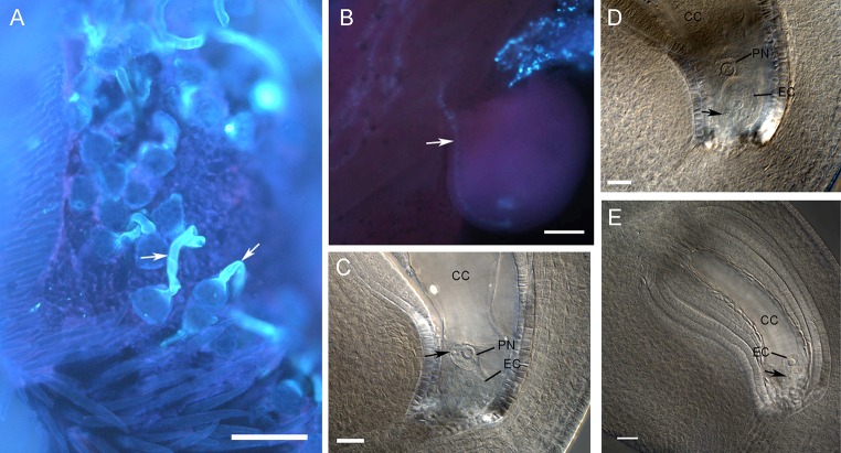 Fig. 3