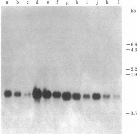 graphic file with name pnas00655-0275-a.jpg