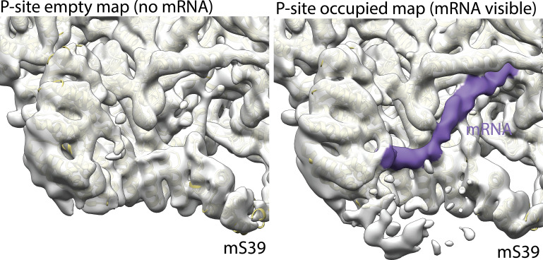 Figure 3—figure supplement 5.