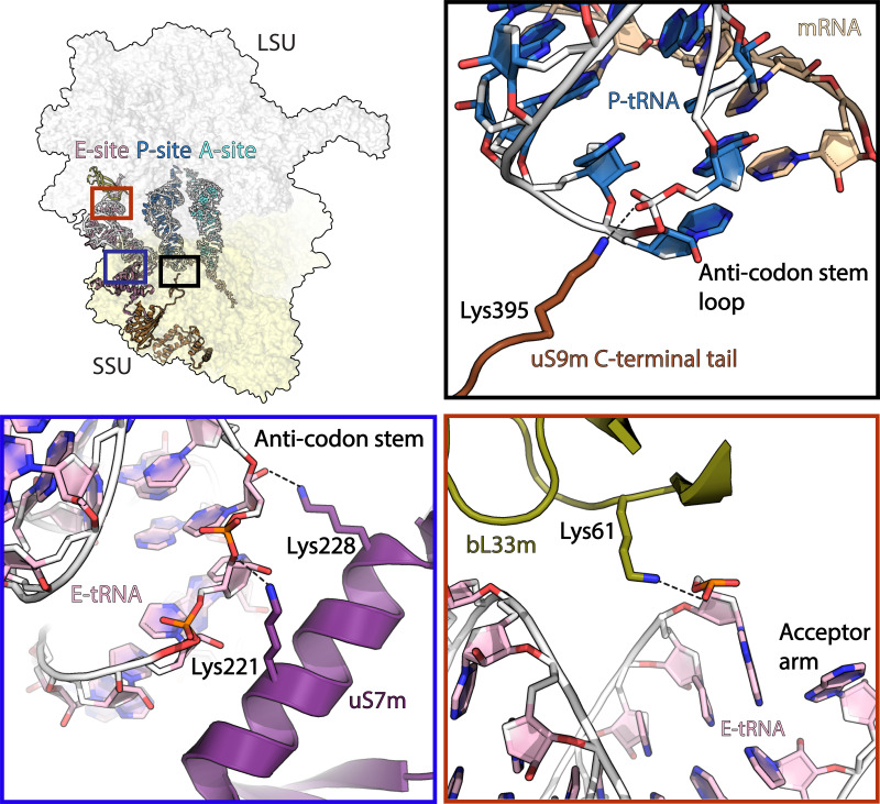 Figure 3—figure supplement 1.