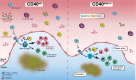 Graphical Abstract