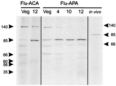 FIG. 6