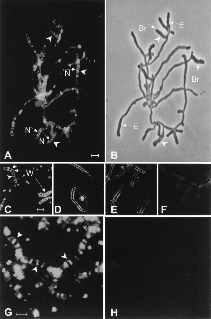 FIG. 5