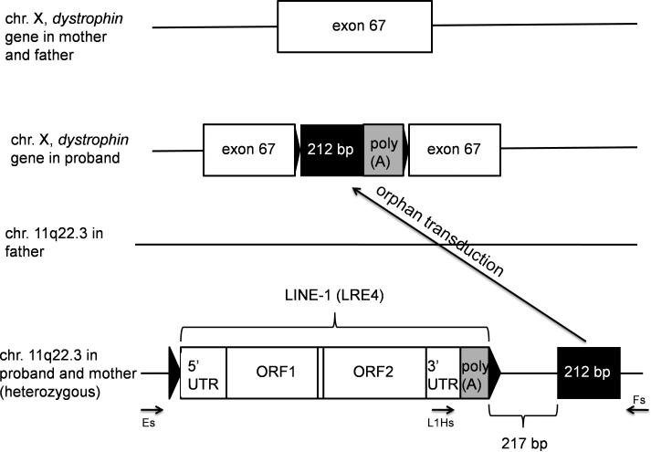 Fig. 1A