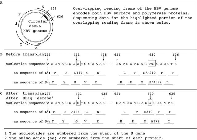 Figure 3  