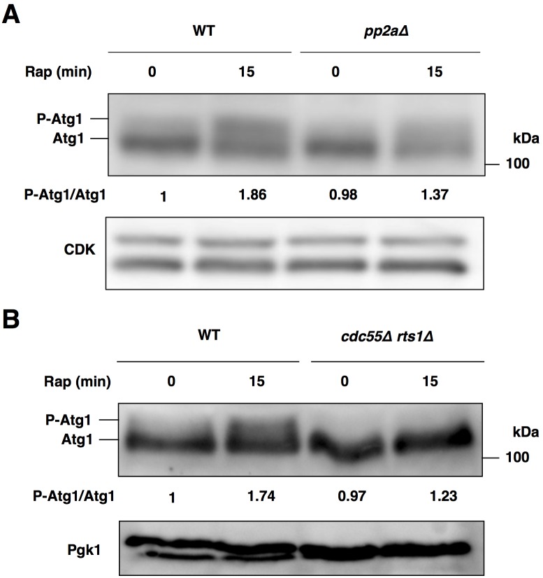 Fig 4