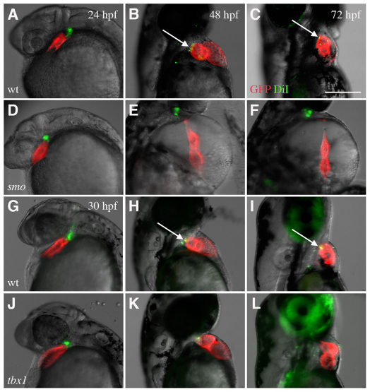 Fig. 9.