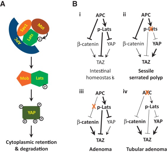 Figure 7.