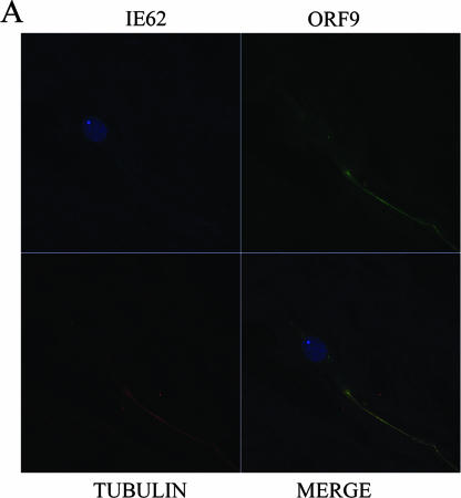 FIG.11.