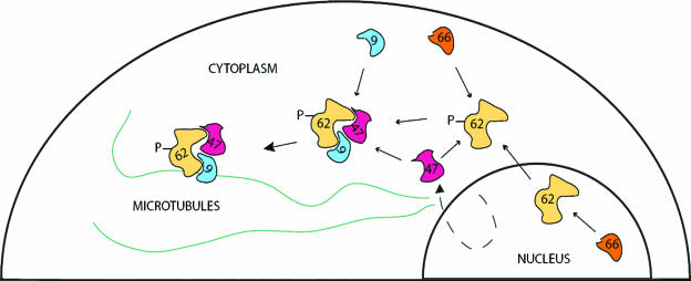 FIG. 12.