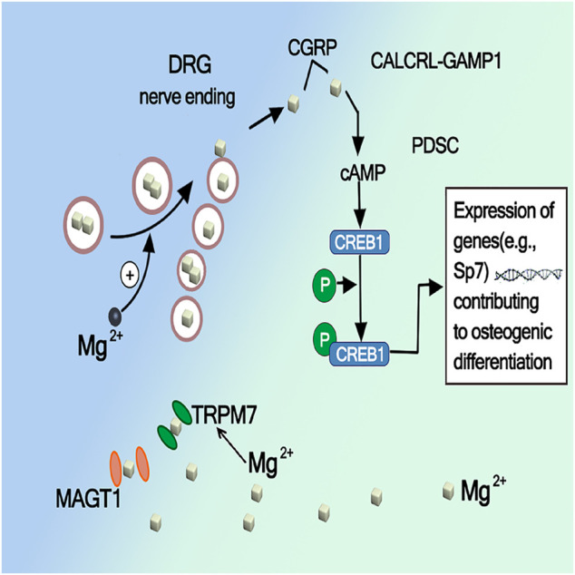 FIGURE 6