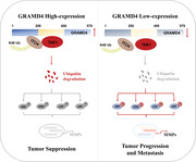 graphic file with name CTM2-11-e635-g006.jpg