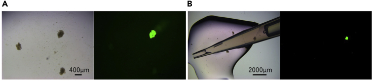 Figure 3
