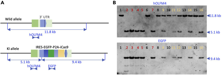 Figure 4