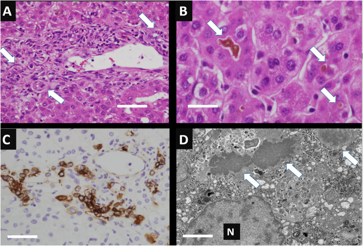 Fig. 2