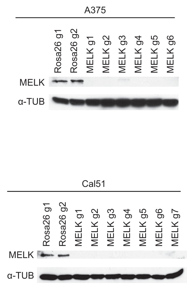 Figure 1—figure supplement 4.