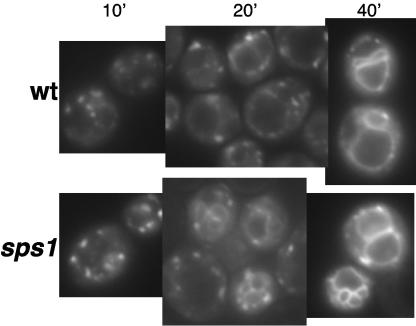 FIG. 5.