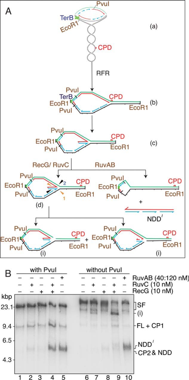 FIGURE 8.