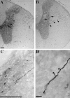 Fig. 11.