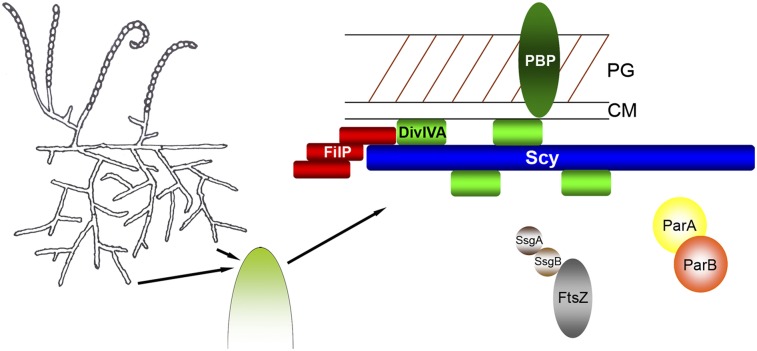 Fig. P1.