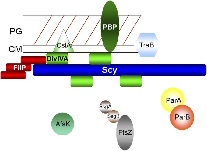 Fig. 6.