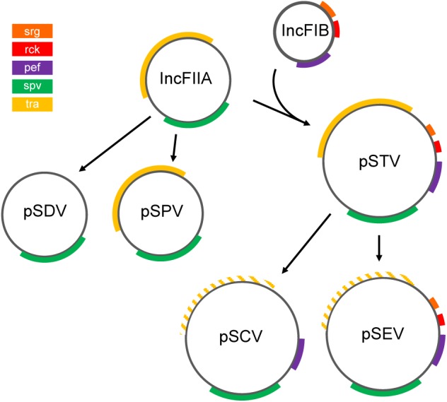 FIGURE 5