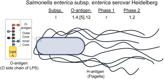 FIGURE 3