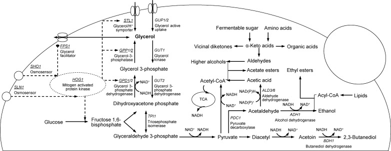 Fig. 1