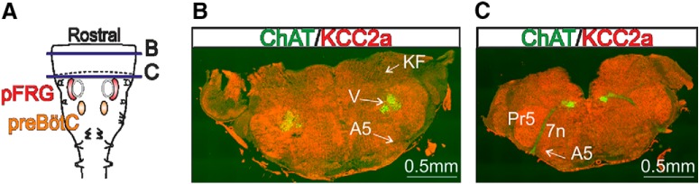 Figure 7.