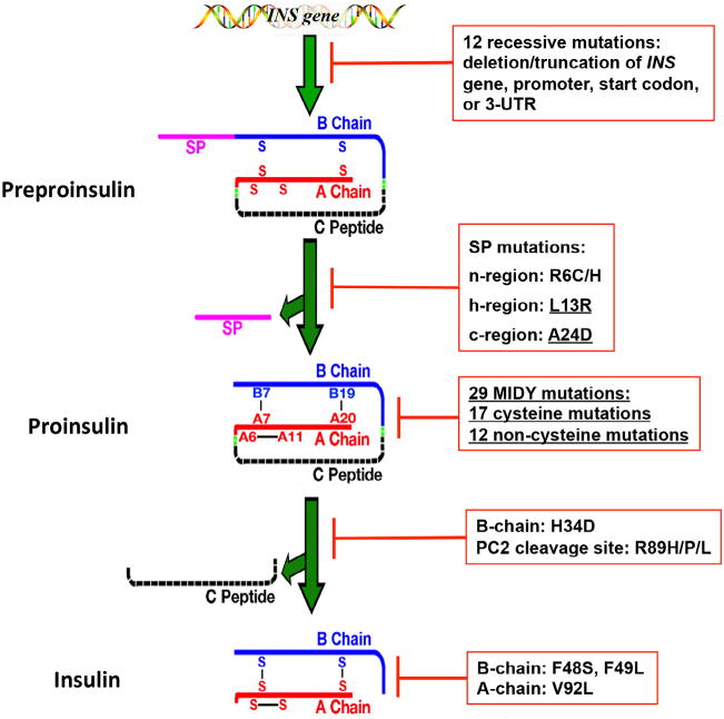 INS-gene mutations: From genetics and beta cell biology to clinical ...