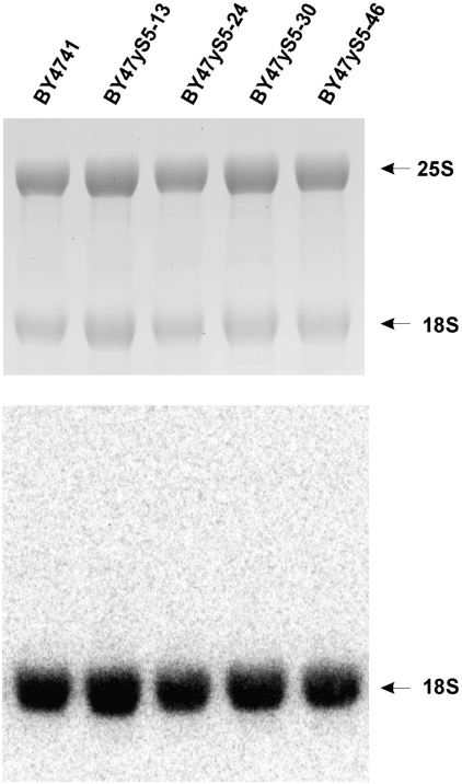 Figure 5.