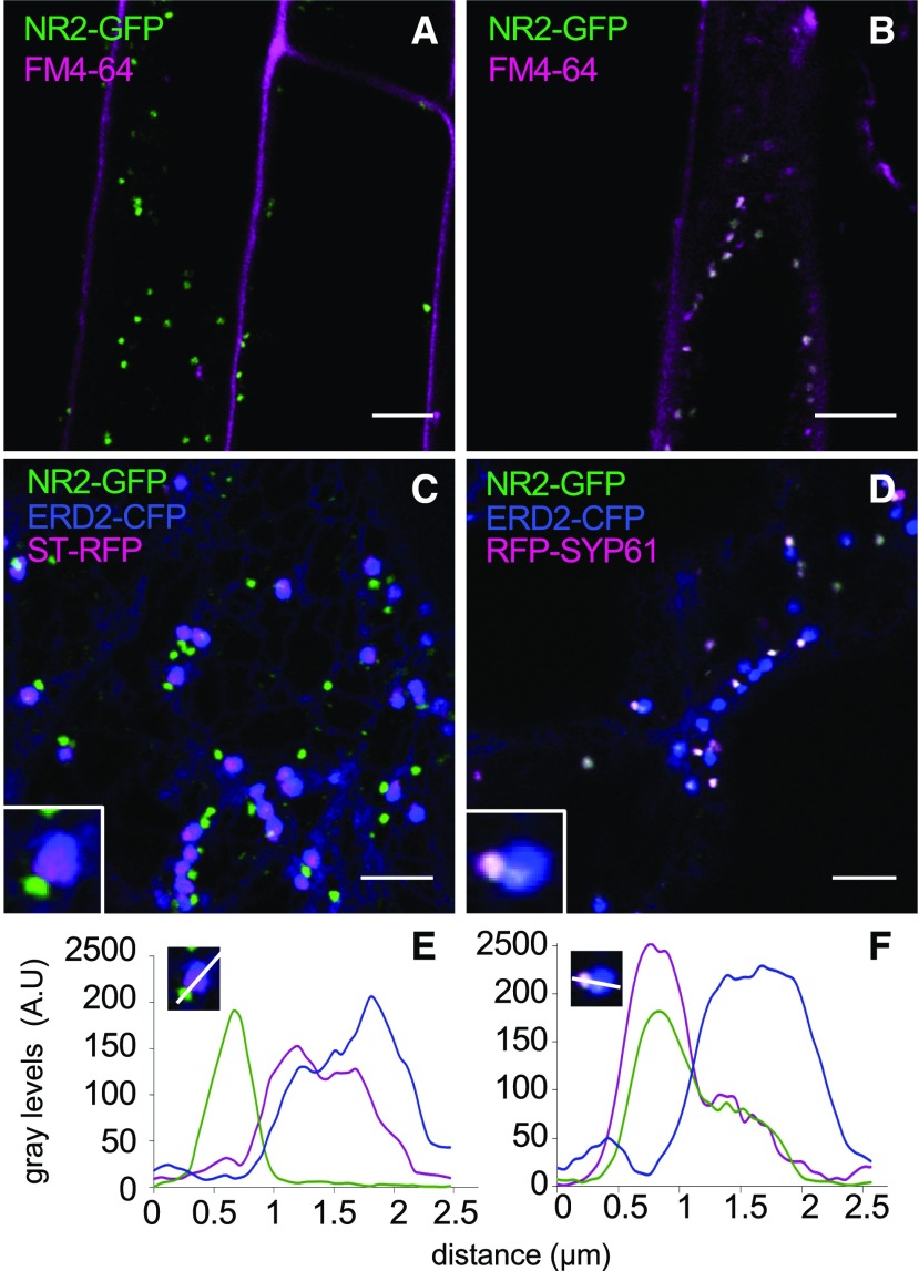 Figure 4.