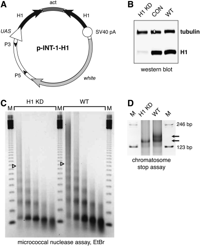 Figure 1.