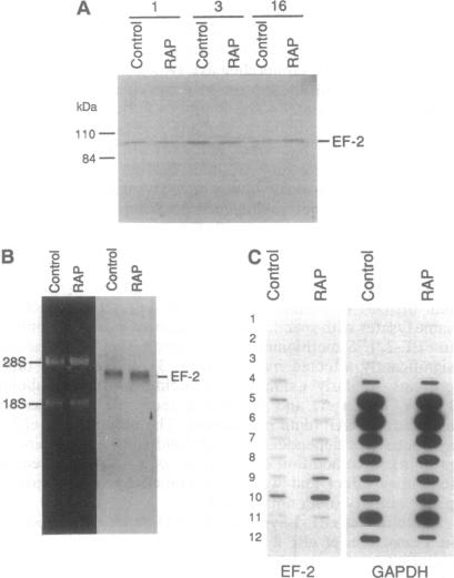 graphic file with name pnas01146-0207-a.jpg