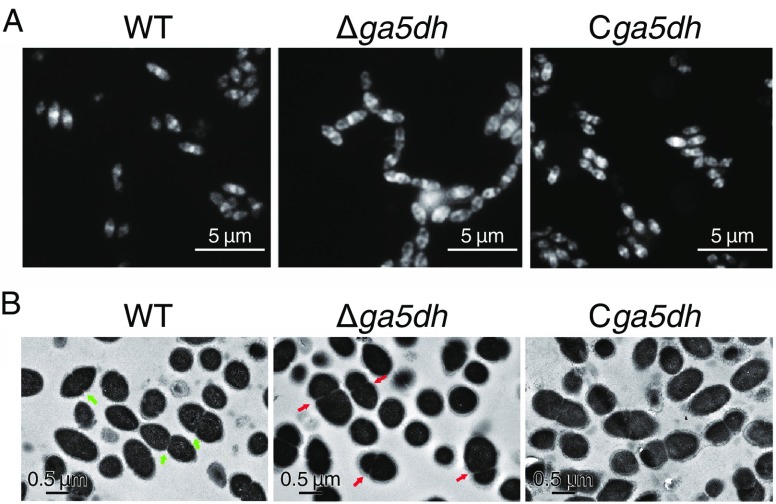 Figure 4