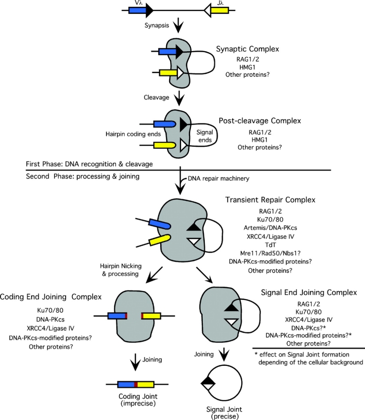 VDJ Recombination: Artemis and Its In Vivo Role in Hairpin Opening - PMC