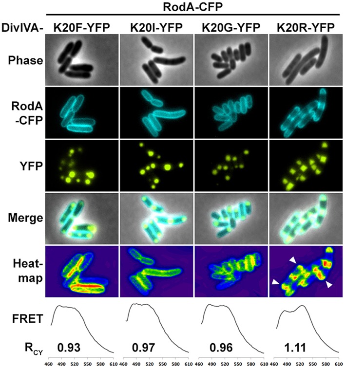 FIGURE 3