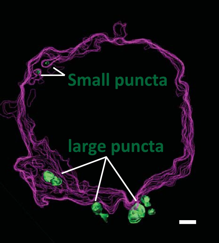FIG 9