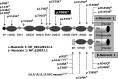 <b>FIG. 2.</b>