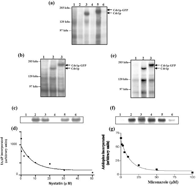 FIG. 2.