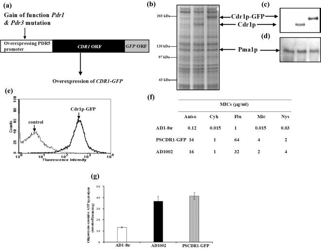 FIG. 1.