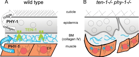 FIGURE 10: