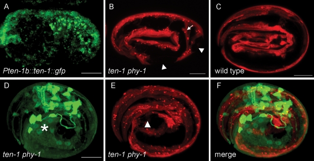 FIGURE 5: