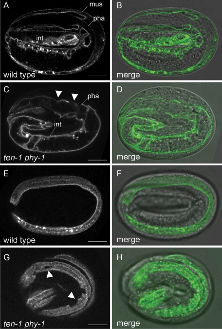 FIGURE 6: