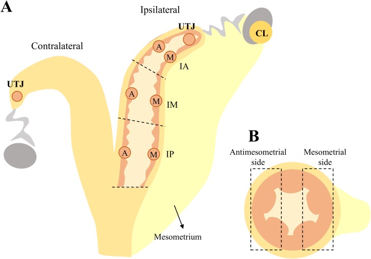 Fig 2