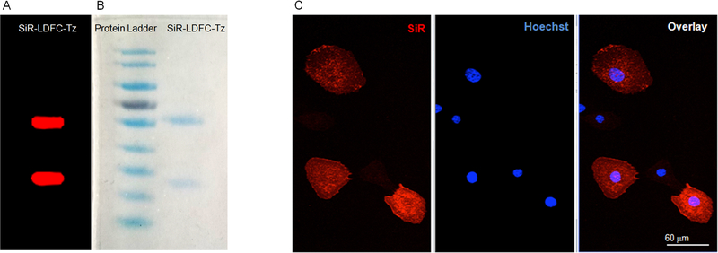 Figure 5.