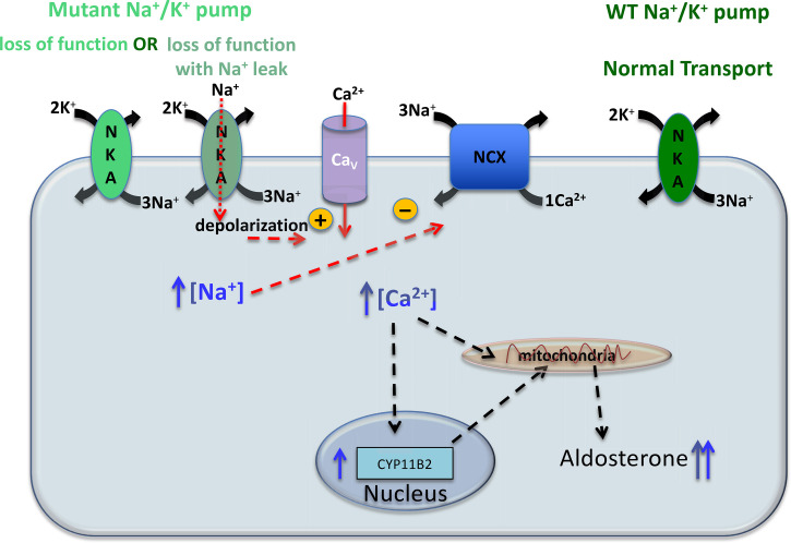 Figure 4.