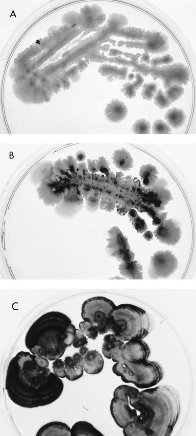 FIG. 3